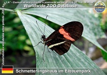 00357 (01) Schmetterlinghaus im Elbauenpark Photo: Roman Hynek©2013 perleťovec Red postman Heliconius erato