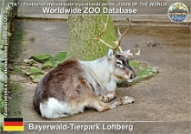 00397 (01) Bayerwald-Tierpark Lohberg Photo: Martin Vobruba©2014 sob domácí Domestic reindeer Rangifer tarandus f. domestica