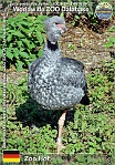 00897 (01) ZOO Hof Photo: Roman Hynek©2012 čája obojková Southern screamer Chauna torquata