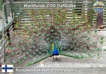 00771 (01) Korpikeidas Kotieläinmetsä Photo: Roman Hynek©2018 Páv korunkatý Indian peafowl Pavo cristatus