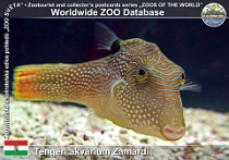 00346 (01) Tengeri Akvárium Zámardi Photo: Roman Hynek©2010 hranobřich Solandrův False-eye toby Canthigaster solandri