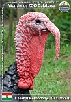 00518 (01) Cserhát Kétbodonyi Kisállatkert Photo: Roman Hynek©2010 krocan domácí Domestic Turkey Meleagris gallopavo f. domestica