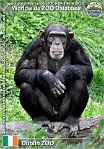 00926 (01) Dublin ZOO Photo: Alex Kantorovich©2015 šimpanz učenlivý Common chimpanzee Pan troglodytes