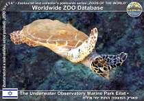 00159 (01) The Underwater Observatory Mrine Park Eilat Photo: Alex Kantorovich©2011 kareta pravá Atlantic hawksbill turtle Eretmochelys imbricata