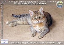 00259 (01) Beersheba Negev ZOO Photo: Alex Kantorovich©2004 kočka divoká (plavá) "palestinská" Tristram's wild cat Felis silvestris tristrami