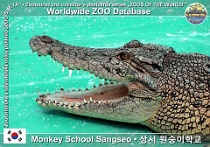 00050 (01) Monkey School Sangseo Photo: Roman Hynek©2003 krokodýl mořský Estuarine crocodile Crocodylus porosus