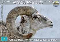 00252 (01) Almaty ZOO Photo: Alex Kantorovich©2015 argali ťanšanský Tian Shan argali Ovis ammon karelini