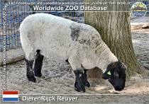01216 (01) DierenRijk Reuver Photo: Roman Hynek©2022 suffolkská ovce Suffolk sheep Ovis orientalis f. aries "Suffolk"