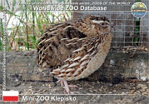 00648 (01) Mini-ZOO Klepisko Photo: Roman Hynek©2018 křepelka japonská Japanese quail Coturnix japonica