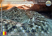 00678 (01) Vivariu Cluj Photo: Jan Kirner©2017 chřestýš západní Western diamondback rattlesnake Crotalus atrox