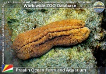 00064 (01) Praslin Ocean Farm and Aquarium Photo: Roman Hynek©2006 houbovník slimákovitý Tongue coral Herpolitha limax