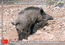 00458 (01) Antalya ZOO Photo: Alex Kantorovich©2003 prase divoké karpatské Caspian wild boar Sus scrofa attila