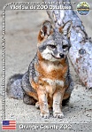 00327 (01) Orange County ZOO Photo: Alex Kantorovich©2014 liška ostrovní "svatoklementská" St. Clemente island fox Urocyon littoralis clementae