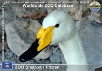 00592 (01) ZOO Shqiponja Prizren Photo: Roman Hynek©2017 labuť zpěvná Whooper swan Cygnus cygnus