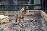 Alex Kantorovich, 11.01. 2012