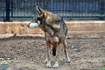Alex Kantorovich, 11.01. 2012