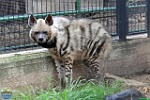 Alex Kantorovich, 11.01. 2012