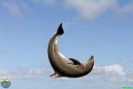 Dolphin Discovery Ltd., 17.07. 2012