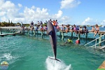 Dolphin Discovery Ltd., 31.07. 2012