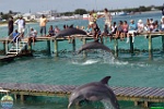 Dolphin Discovery Ltd., 31.07. 2012