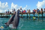 Dolphin Discovery Ltd., 31.07. 2012