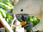Sandi Jacques, 22.02. 2012