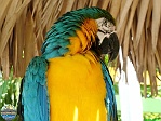 Sandi Jacques, 22.02. 2012