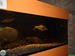 Roman Hynek, 16.09. 2011