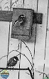 Petr Bednář, IX-1965