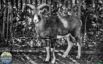 Petr Bednář, IX-1966