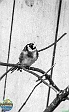 Petr Bednář, VI-1967