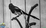 Petr Bednář, VI-1967