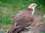 Roman Hynek, 10.06. 2012