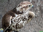 Roman Hynek, 10.06. 2012