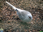 Roman Hynek, 13.04. 2011