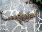 Roman Hynek, 16.08. 2011
