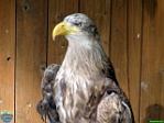 Roman Hynek, 24.05. 2011