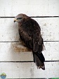Roman Hynek, 14.08. 2011