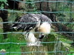 Roman Hynek, 08.08. 2011