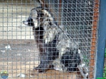 Roman Hynek, 01.06. 2011