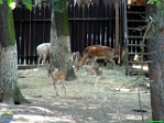 Roman Hynek, 01.06. 2011