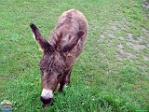 Roman Hynek, 07.08. 2011