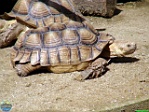 Roman Hynek, 28.08. 2011