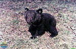 archiv of Roman Hynek, the 1980s archiv of Roman Hynek, the 1980s