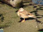 Roman Hynek, 01.08. 2010