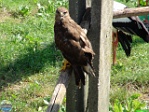Roman Hynek, 01.08. 2010