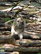 magan_zoo_felsolajos_0037