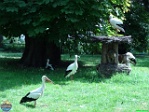 Roman Hynek, 29.07. 2010