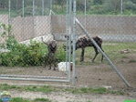 Roman Hynek, 30.07. 2010