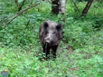 Roman Hynek, 31.05. 2015